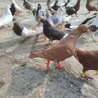 کبوتر دم سفید|حیوانات|اهواز, کوی ملی راه|دیوار