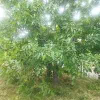 چیدن گردوی باغ شما (درصدی)