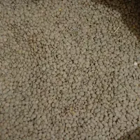 حبوبات درجه یک|عمده‌فروشی|مرودشت, بیست متری بیمارستان|دیوار