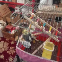 عروس هلندی|پرنده|ری, شهادت|دیوار