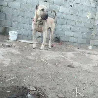 سگ سرابی اصل