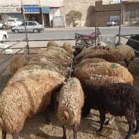 بره نر درجه یک چاق و نیم گوشت