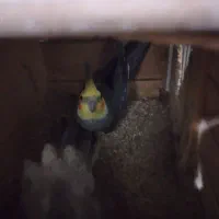 مرغ عشق وعروس|پرنده|پارسآباد, |دیوار