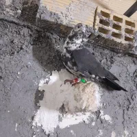 نامه بر همدانی|حیوانات|کرمانشاه, |دیوار