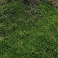 زمین کشاورزی برای پرورش. برای سرمایه گذاری