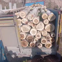 خرید انواع چوب های مرکبات و سیاه ریشه و غیره