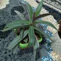 گل فروشی|گل و گیاه طبیعی|پیر سلیمان, |دیوار