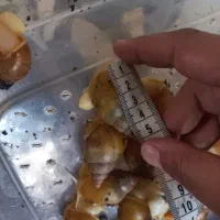 فروش حلزون