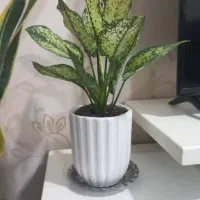 گل برای روز مادر|گل و گیاه طبیعی|امیدیه, |دیوار