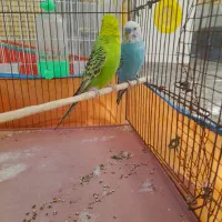 یک جفت مرغ عشق