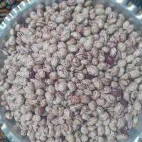 لبیاچیتی‌درچه‌۱