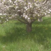 هرس درختان میوه وفرم دهی درختان غیره مثمر|خدمات باغبانی و درختکاری|اسلام‌شهر, مظفریه|دیوار