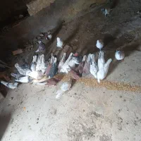 کبوتر پرشی عالی فروشی جفتی ۷۰۰