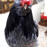 تخم مرغ نطفه دار گلین لری طوسی