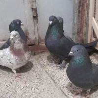 کبوتر اصفهانی پر