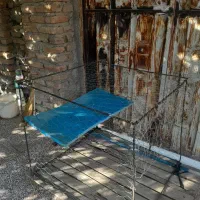 سگ پاکوتاه|سگ|آزادشهر, |دیوار