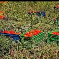 باغبانی وکشاورزی