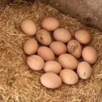 تخم مرغ محلی