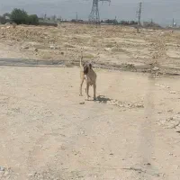 ماده سرابی|سگ|چهاردانگه (تهران), |دیوار
