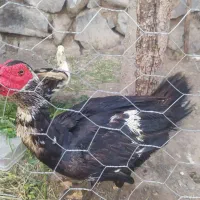 اردک اسراییلی