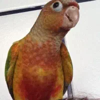 طوطی گرینچیک