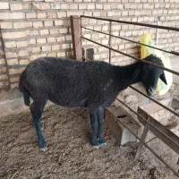 گوسفند افشاری آبستن ۴ماه (بره)