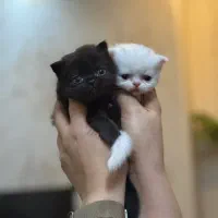 بچه گربه نژاد پرشین|گربه|سمنان, |دیوار