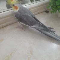 عروس هلندی