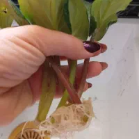 بنفشه آفریقایی