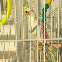 عروس هلندی لوتینو ماده