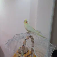 عروس هلندی ماده