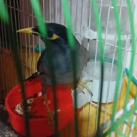 مرغ مینا نر|پرنده|رشت, کوی غلام نیا|دیوار