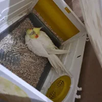 نروماده عروس هلندی