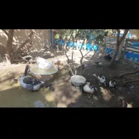 غاز، بوقلمون، اردک اسراعیلی ،مرغو خروس کوشین،برهما|حیوانات مزرعه|رامجین, |دیوار