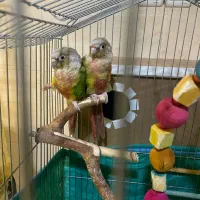 جفت مولد عروس هلندی جفت مولد گرینچیک