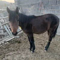 فروش کره اسب