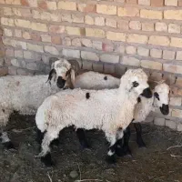 فروش بره نر محلی شلواری
