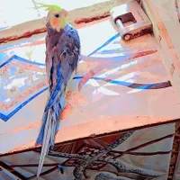 یک جفت عروس هلندی سالم سرحال|پرنده|خاش, |دیوار