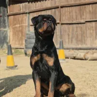 توله روتوایلر