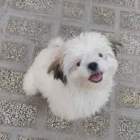 فروش فوری سگ شیتزو|سگ|اصفهان, بهارستان|دیوار