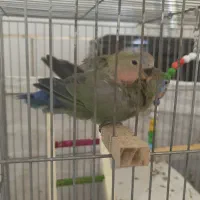 جوجه کوتوله برزیلی|پرنده|شهرضا, |دیوار