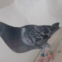 جوجه آلمانی