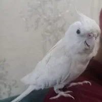 عروس هلندی رام|پرنده|تهران, شیوا|دیوار