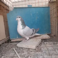 کبوتر دمگیر جوجه وخرقه