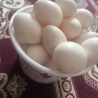تخم مرغ محلی