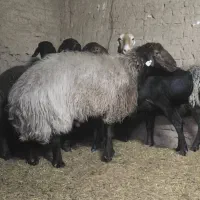 فروش قوچ همو|حیوانات مزرعه|اردکان, |دیوار