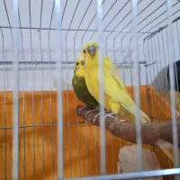 جفت مرغ عشق پروانه ای مست و اماده