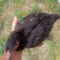 لاری