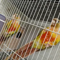 جوجه گرینچیک آناناسی سینه سرخ|پرنده|مشهد, رباط طرق|دیوار