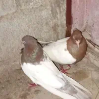 شادکان|پرنده|شادگان, |دیوار